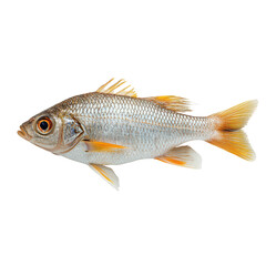 Fototapeta premium Stunning Photograph of a Roach Fish Displaying Its Unique Features in a Crystal Clear Water Setting for Aquatic Life Enthusiasts