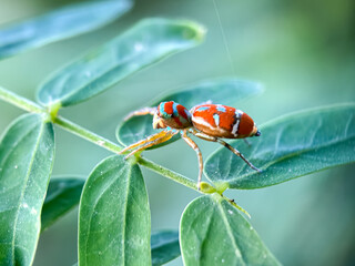 Close up of jumping spiders in green leaves, jumping spider (Cosmophasis)