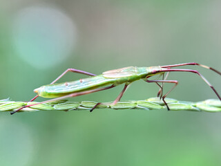 Close up of grass aphid (Stenodema)