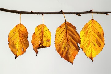 Obraz premium A bunch of yellow leaves hang from a branch, possibly in autumn or fall