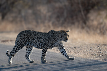 African leopard female looking back as she crosses the road 