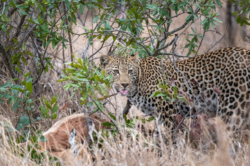 African leopard male looking around anxiously as he interrupts his eating of an impala kill.