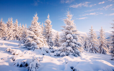 Fantastic snow-covered conifers covered with hoarfrost on a frosty day.