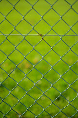 Fototapeta premium Pradera de hierba verde tras valla de alambre