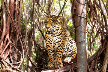 South American jaguar (Panthera onca). Tropical feline 