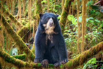Spectacled bear (Tremarctos ornatus) in selective focus and depth blur.