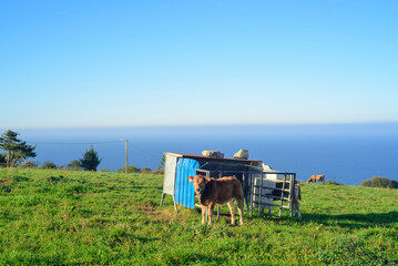 Fototapeta premium Ternero junto a comedero metálico para animales en pradera verde junto al mar