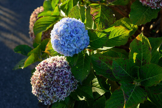 Hortensia de p&eacute;talos azules y p&eacute;talos marchitos en arbusto