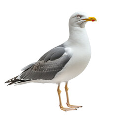 Obraz premium Stunningly Captivating Image of a Seagull in its Natural Habitat with Vibrant Sky and Calm Waters Perfect for Nature and Wildlife Publications
