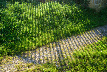 Sombra de barrotes de puerta de finca en pradera de hierba verde © Darío Peña