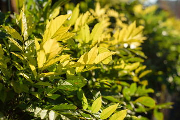 Hojas verdes de arbusto a contraluz