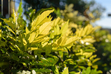 Hojas verdes de arbusto a contraluz