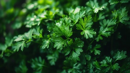 Fototapeta premium A bunch of fresh parsley, ready to be used in cooking. The vibrant green leaves and stems are perfect for adding flavor and freshness to dishes.