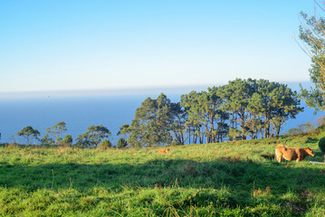 Vaca pastando en pradera verde junto al mar