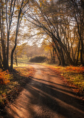 Obraz premium Morning sunlight on road through woodland