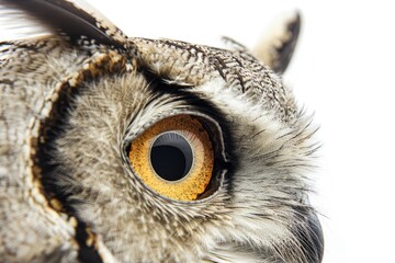 A close-up shot of an owl's eye on a white background
