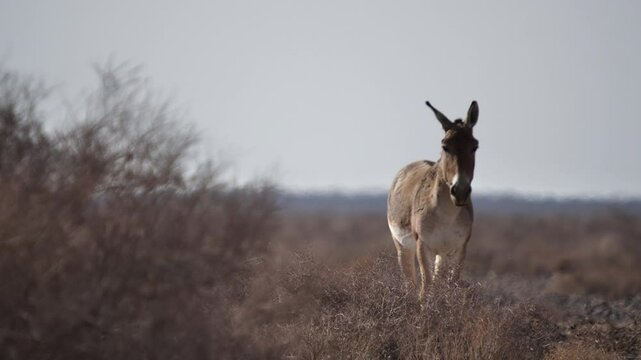 Persian onagers grazing in a dry desert, showcasing Iran&rsquo;s unique wildlife. These endangered species highlight nature&rsquo;s beauty and the importance of wildlife conservation efforts.