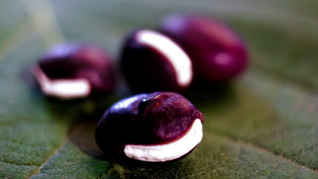 Abstract organic shapes of hyacinth seeds: Macro of purple seeds with glossy texture on blurred background, bokeh patterns and rich colour palette.