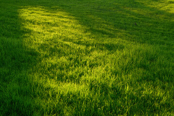 Pradera de hierba al atardecer