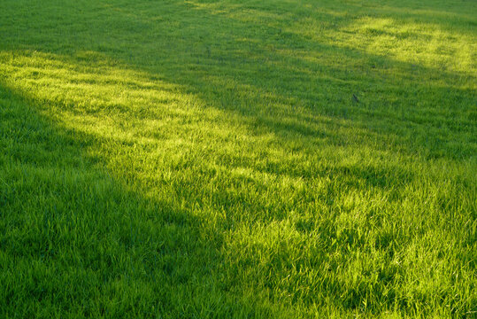 Pradera de hierba al atardecer