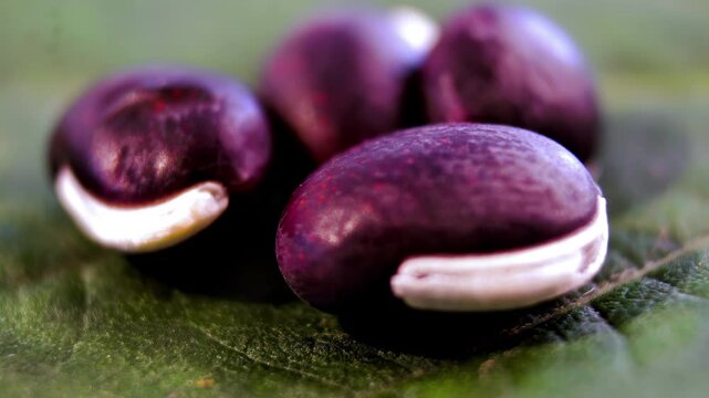 Abstract Organic Shapes and Color Patterns Bokeh: Close-up of purple hyacinth beans with white stripe on green leaf. Bokeh effect.