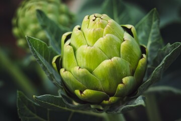 Fototapeta premium Artichoke Bud Close Up: A vibrant, close-up shot of a fresh artichoke bud, showcasing its intricate texture and delicate green hue against a blurred natural backdrop.