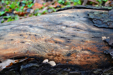 Detailed view of intricate beetle trails etched into a decaying log, showcasing natural textures and forest floor details.