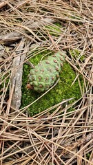 A green pine cone on a bed of moss and pine needles – a natural symbol of autumn.
