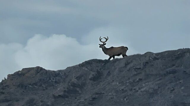 The majestic argali world&rsquo;s largest wild sheep