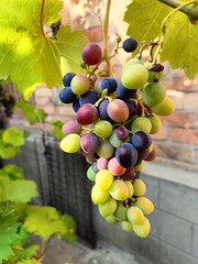 bunch of grapes