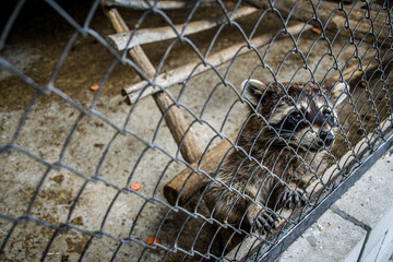 A raccoon in a cage at the zoo © Olha K