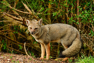 Wild fox in Chile Patagonia Beautiful Animal