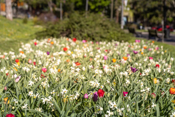 Field of flowers with a variety of colors including white, red, and yellow