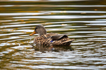 Ente auf dem Wasser