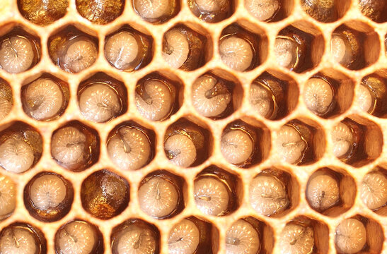 The honeycombs contain the larvae of developing honey bees. 
To further develop the larvae into insects, the honeycombs will be covered with wax caps.
