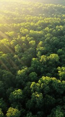 Obraz premium Sunlight streaming over a lush, dense forest canopy creates a serene, natural landscape, AI