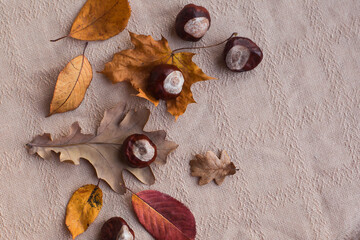Autumn holiday frame composition with dry leafs and chestnuts on white backround. Creative layout pattern, Thanksgiving day flat lay, Halloween. Eco zero waste concept. Top view, place for text banner
