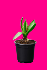 Young little sprout hyacinth flower in a black pot is gaining growth with bud isolated on pink background. Bulbous house plant close-up. Beginning to bloom. High quality photo