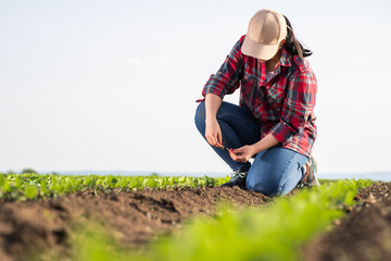 Farmer examining soy bean plants field.