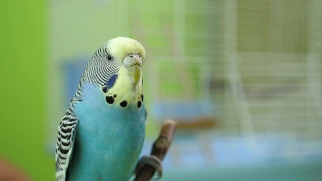 People take care of and play with budgies of the "Czech" breed.