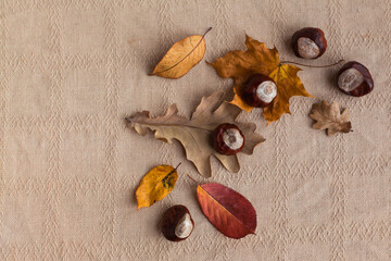 Autumn holiday frame composition with dry leafs and chestnuts on white backround. Creative layout pattern, Thanksgiving day flat lay, Halloween. Eco zero waste concept. Top view, place for text banner