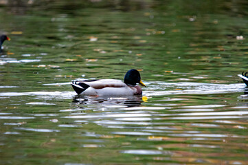 Männliche Stockente auf dem Wasser