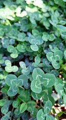 Close-up of green plants with white lines in the park