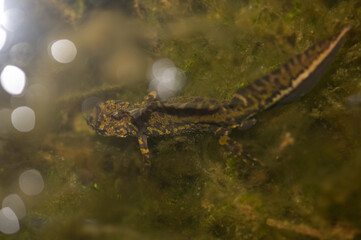 Triturus marmoratus - Marbled Newt - Triton marbré