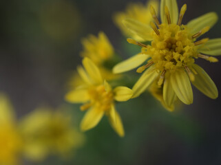 11月に咲いた小さくて可憐なシマコガネギク