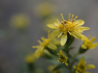 11月に咲いた小さくて可憐なシマコガネギク