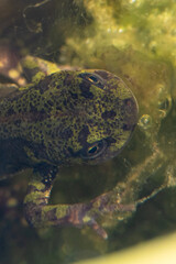 Triturus marmoratus - Marbled Newt - Triton marbré