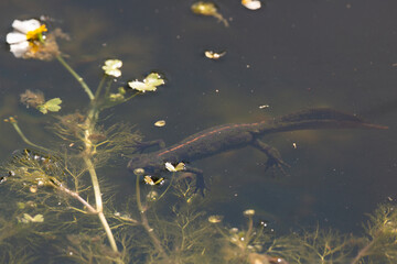 Triturus marmoratus - Marbled Newt - Triton marbré