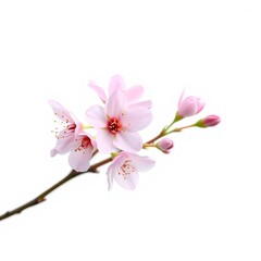 Naklejka premium pink cherry blossom