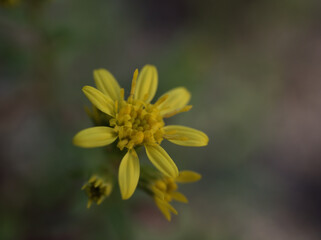 11月に咲いた小さくて可憐なシマコガネギク